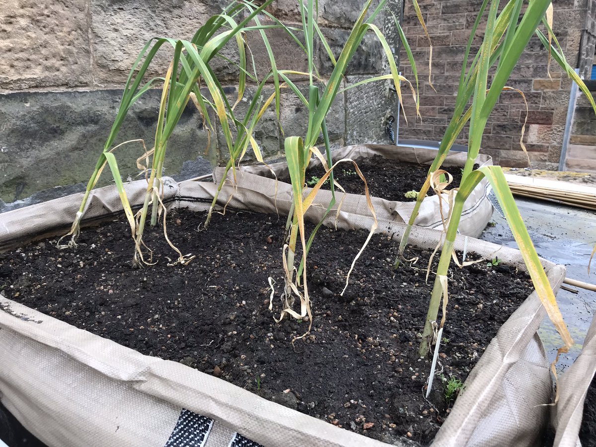 Bo’ness Academy Introduction to Horticulture tweet media