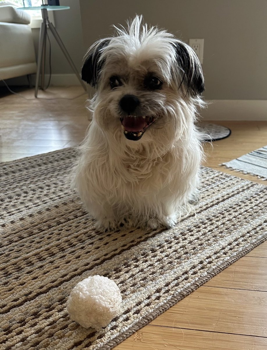 DeniseHenwood's tweet photo. @Danphillipsresi Our @JohnFHenwood Pani: #shihtzu #rescue #neverzero https://t.co/eI01fTUrGJ