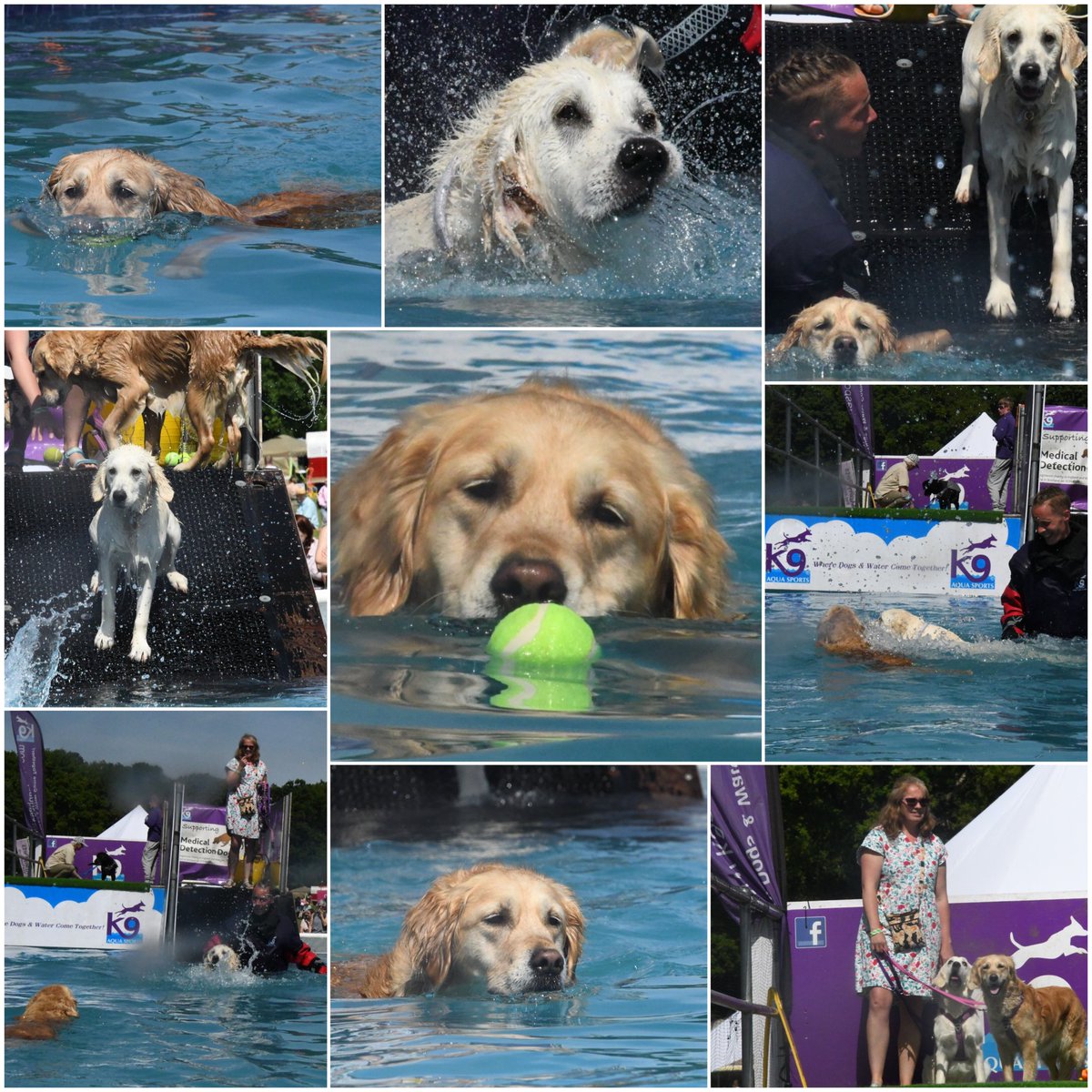 Another great swim session with #K9AquaSports at #DogFest ! Niamh still isn't 100% sure but that gave Martha a ton of time to swim around happily retrieving balls to her hearts content 😂💦