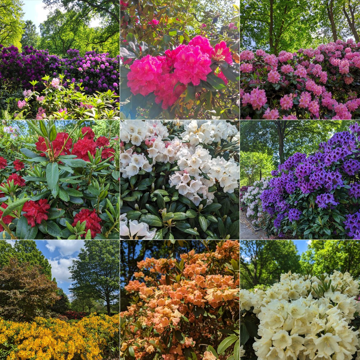 Beautiful Rhododendrons & Azaleas🌺
♥️💛🧡💜

It was a good day 😌🌺💕☀️