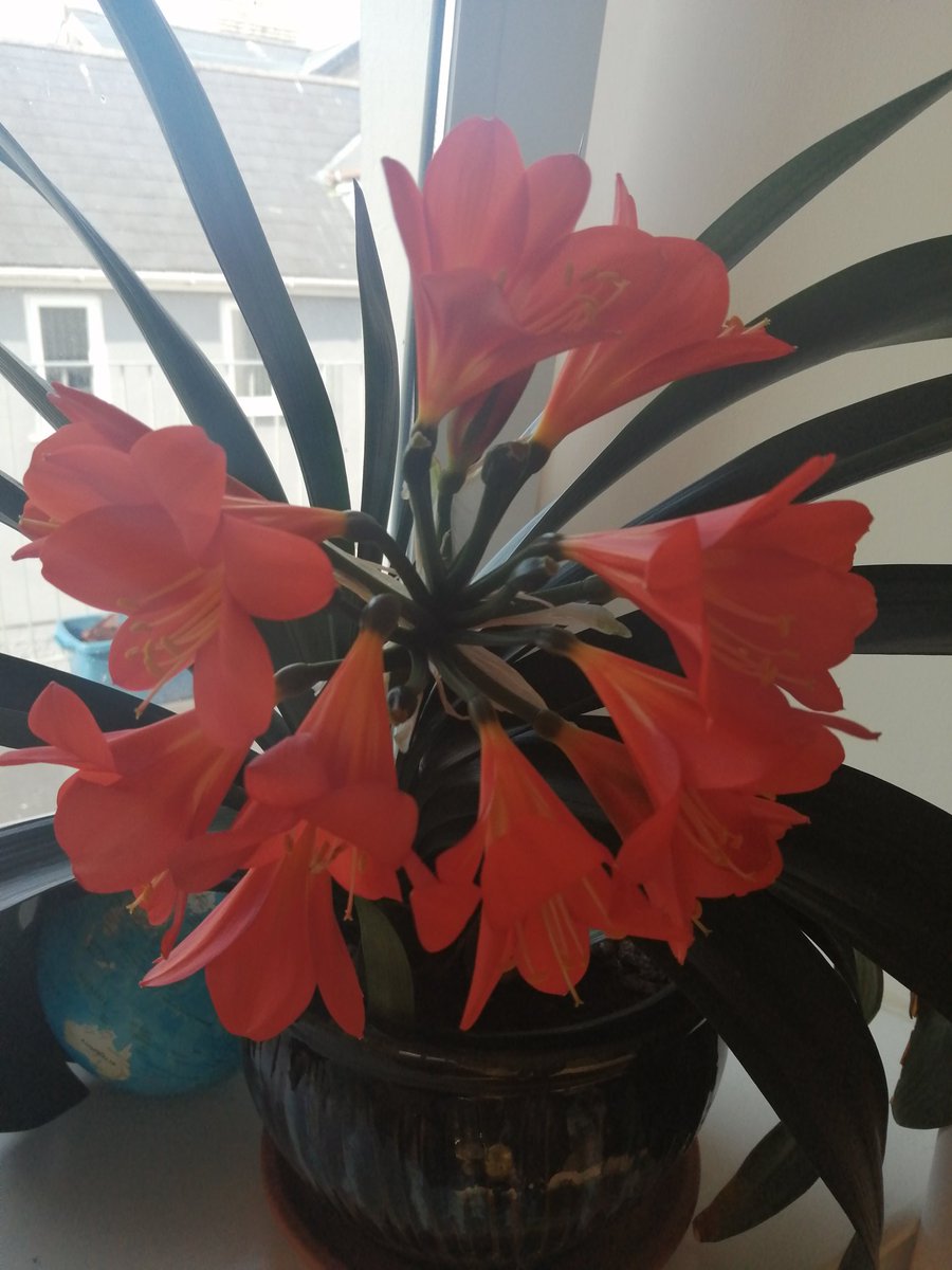 #clivia is blooming well now it's warmed up a bit #houseplants #plantwitter