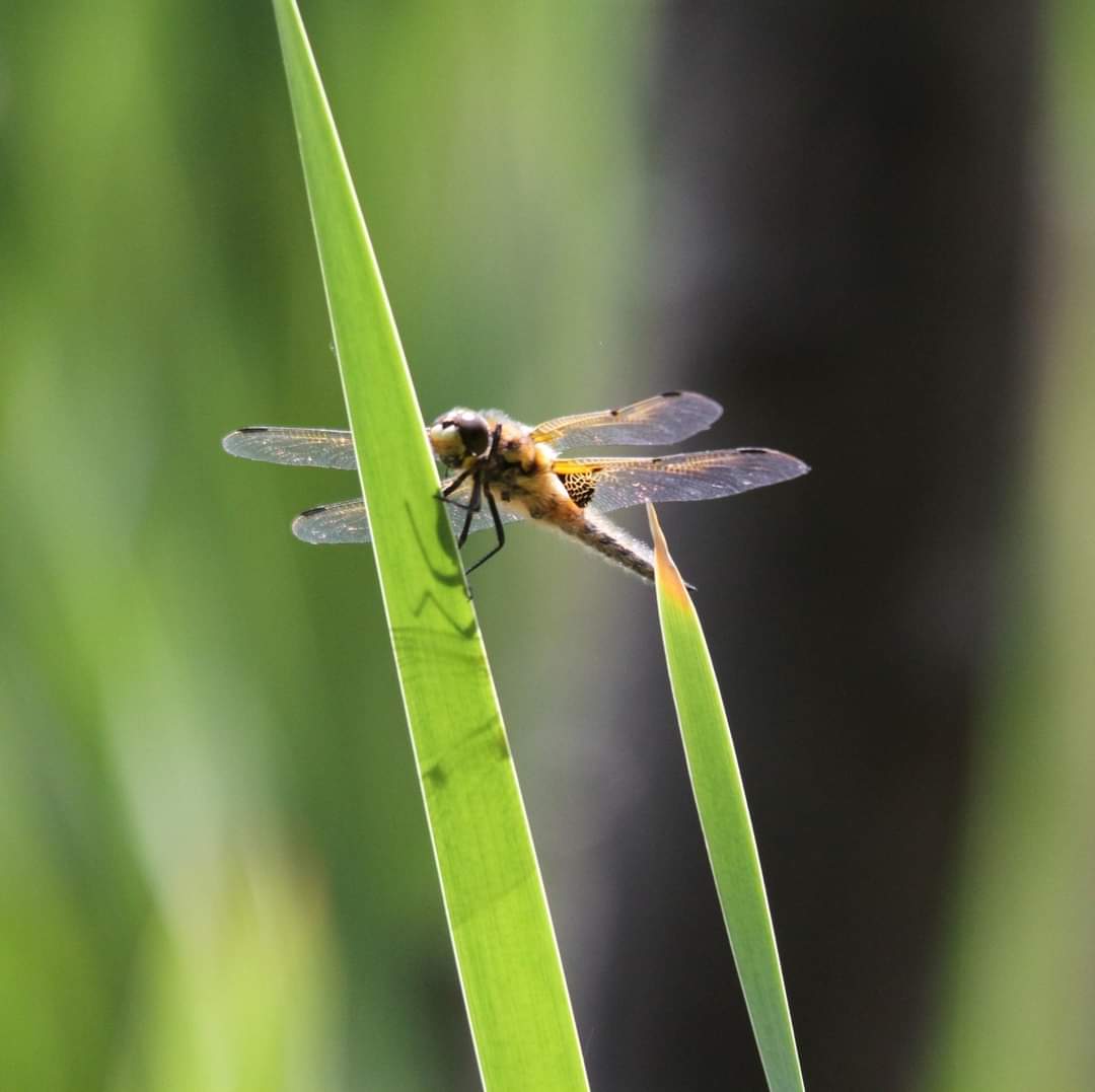 Fantastic bugs today. X