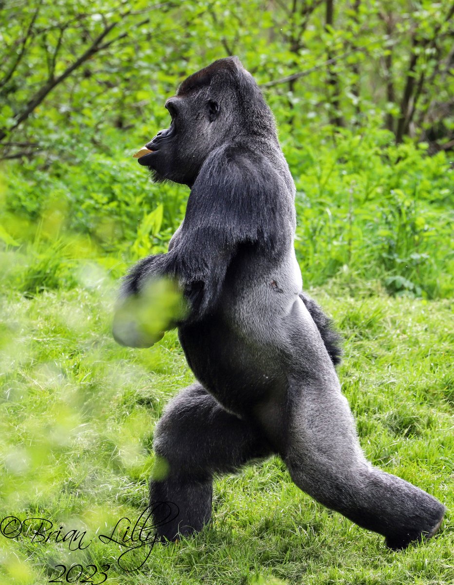brglilly's tweet image. Kivu walking bipedally back to the house @PaigntonZoo #gorilla #bipedal