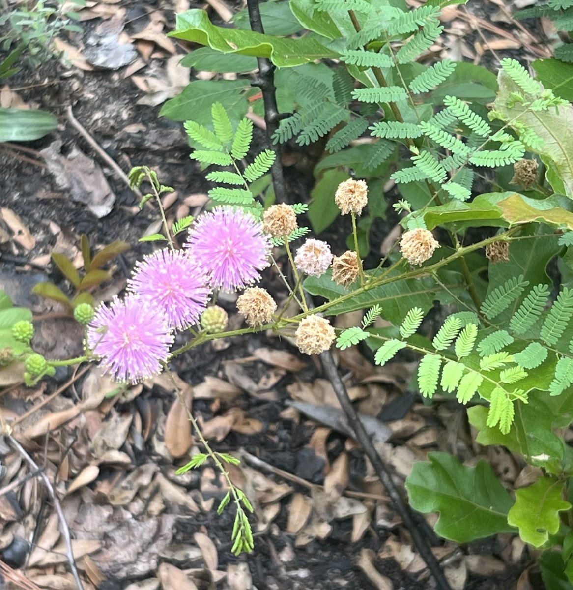 Sensitive briar is another subtle plant you.can see blooming now <a href="/MobileGardens/">Mobile Gardens</a> . When touched, the leaflets will respond by curling up or closing.