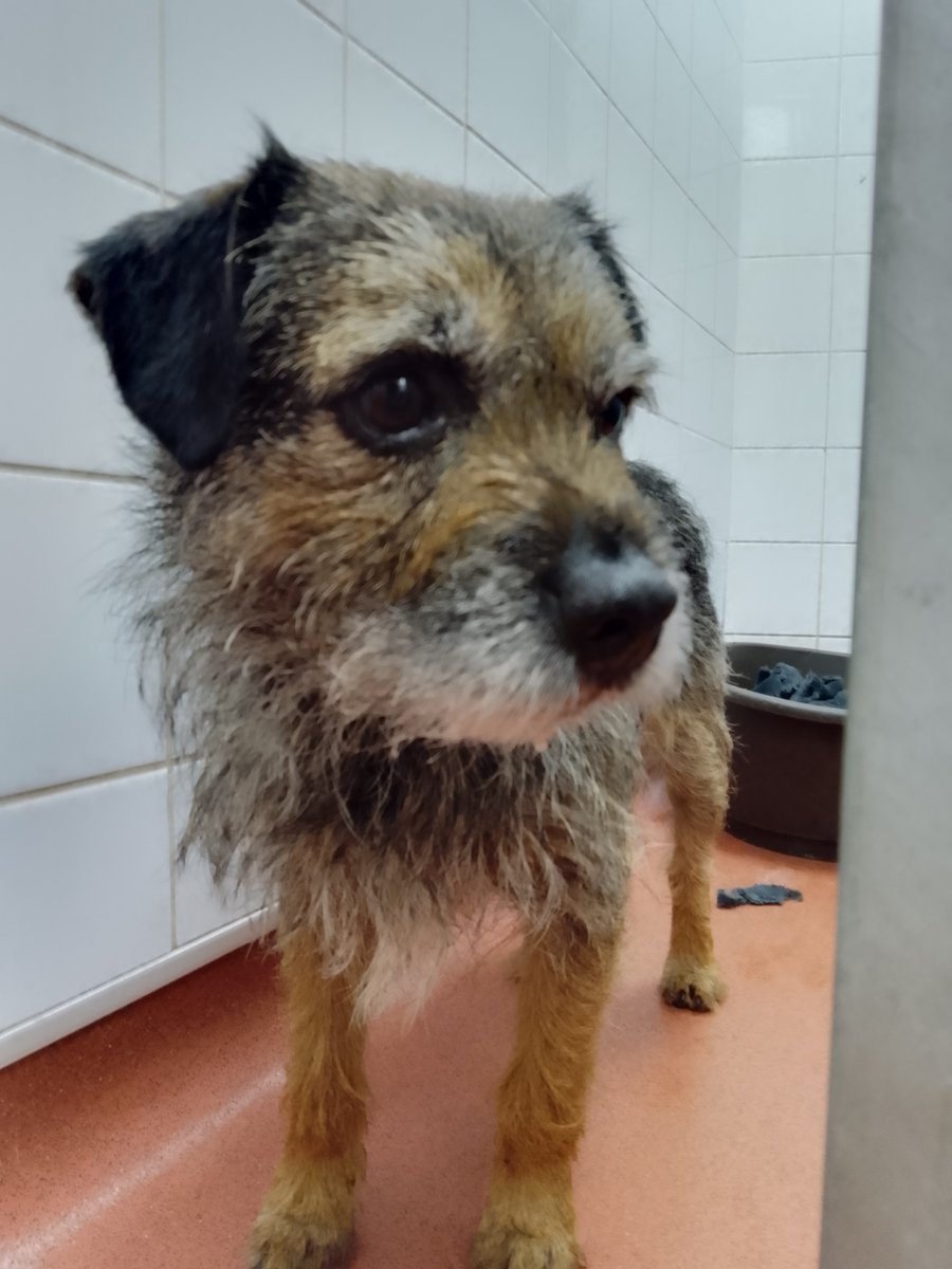 Please retweet to HELP FIND THE OWNER of this #BORDERTERRIER found #ASHFORD #KENT  

Adult male, found May 22. He's now in a council pound but could be missing from another region. 
Please share widely to help him get home🌟 
DETAILS👇
lostdogsuk.co.uk/lost-dogs/ 
#dogs #pets #London