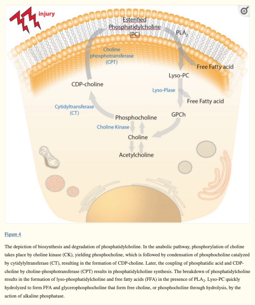 Dynamics of Choline-Containing Phospholipids in Traumatic Brain Injury and Associated Comorbidities #MECFS #LongCovid

ncbi.nlm.nih.gov/pmc/articles/P…