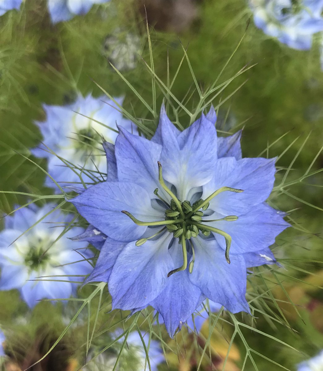 We popped open today! What a welcome sight… 💙💙💙💙 #BankHolidayWeekend #flowers #gardening #GardensHour #GardeningTwitter #nature #weather #Sunday #ThePhotoHour