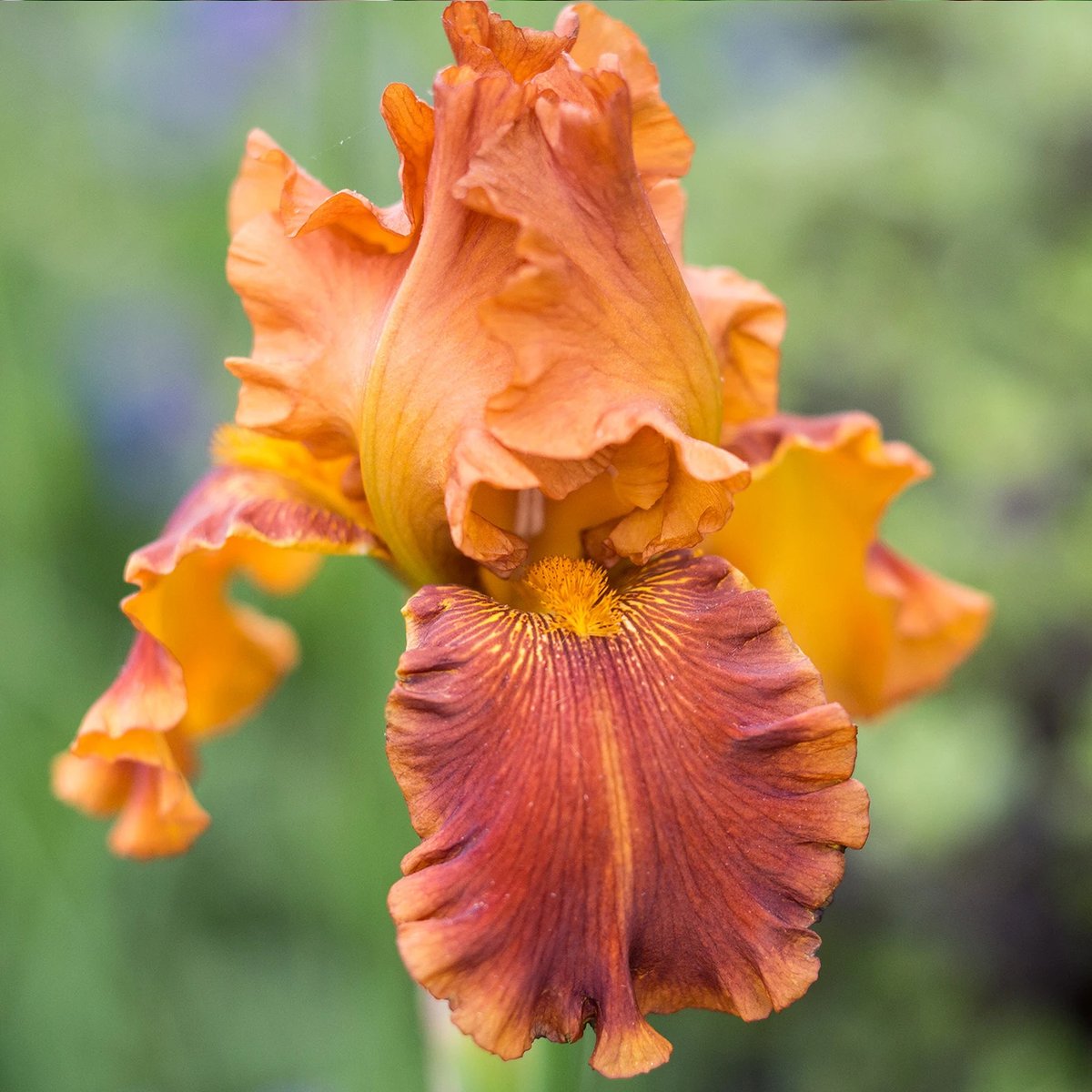 Gardeners' World Mag on Twitter "Do you love or loathe orange flowers