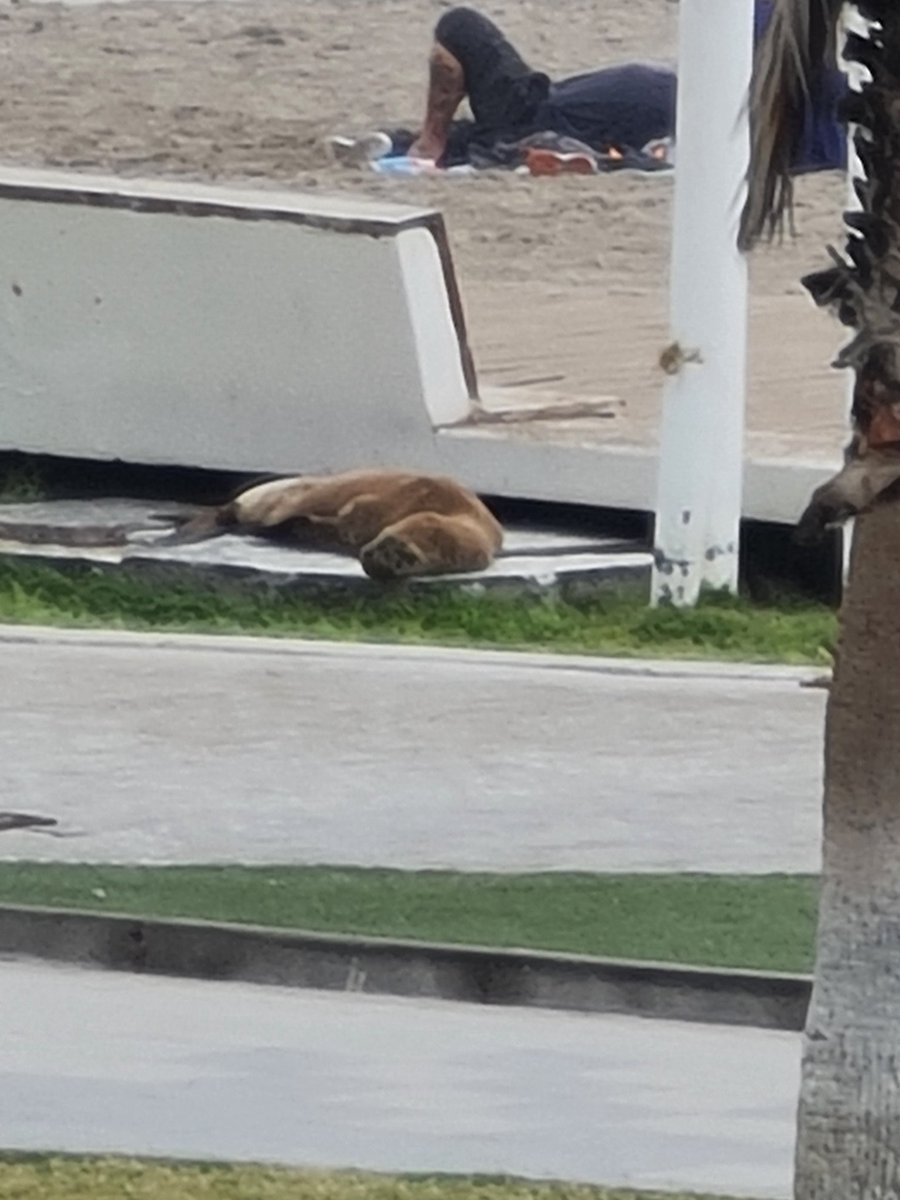 lapuraverda2's tweet photo. @Armada_IVZN @jorgesolimano @Armada_Chile @DGTM_Chile HAY UN LOBITO DESDE EL DIA VIERNES EN IQUIQUE PLAYA BRAVA FRENTE AL MAR EGEO EDIFICIO Y NADIE LO RESCATA LOS VECINOS LLAMANDO AL SAG SIN RESPUESTA
#iquique @sagchile  @IquiqueDeTodos https://t.co/jqn6cYahQ8