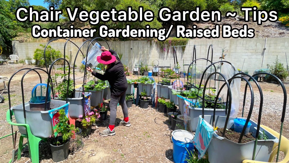 TIPS How to Grow ...
 
#CaliforniaGardening #Calikim29 #ContainerGarden #DaisyCreekFarms #DiyFlowerPot #DiyPlanter #Dog #EasyCompost #EpicGardening #Gardener #GardenerScott #GardeningHarvest #GrowFood #GrowingIndoorPlants #GrowingYourGreens
 
diningandcooking.com/780356/tips-ho…