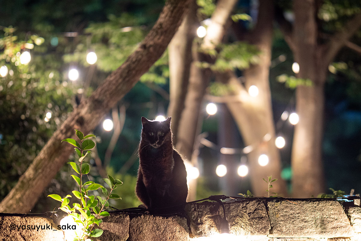 ねこ。