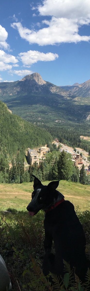 Check me out high in the mountains!
#dogsoftwitter #jax #durangocolorado #moutains