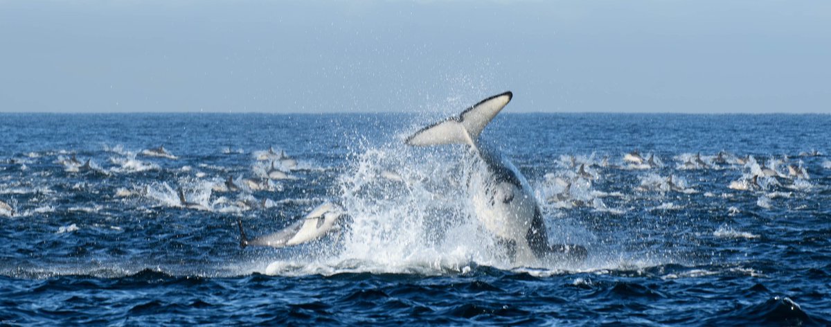 Common #dolphin having an unlucky encounter with a Killer #whale off #Simonstown in #FalseBay this morning. Beyond spectacular sighting with @boatcompany #CapeTown #SouthAfrica #orca