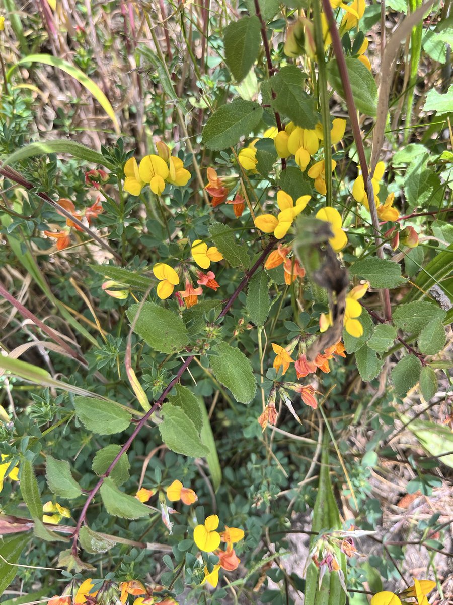 In the #hedgerows  
#countryside #hawthorn #dogrose #fern 💚🌼🌸