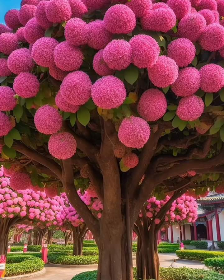 SitiosVirales's tweet photo. Si
Existe es el Árbol Dé Bola Dé  Nieve Rosa, En Canadá! https://t.co/OdFZlBRwvJ