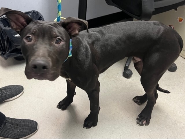 NMBewitched's tweet photo. Johnny Blaze
🚨Kill Command🚨
#NYCACC
#UnicornFoster
Johnny B likes to play, female🐶 &amp; thinks his crate/cage is his sanctuary from a world that has been cruel
Oh Johnny B😭8 mos old he expects 2 B loved, trained, respected &amp; feed
Who is his White Knght?
$690 in #Pledges https://t.co/pYE2Ly03w1