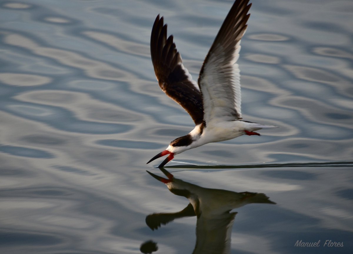 @ABCbirds Preciosas aves … 