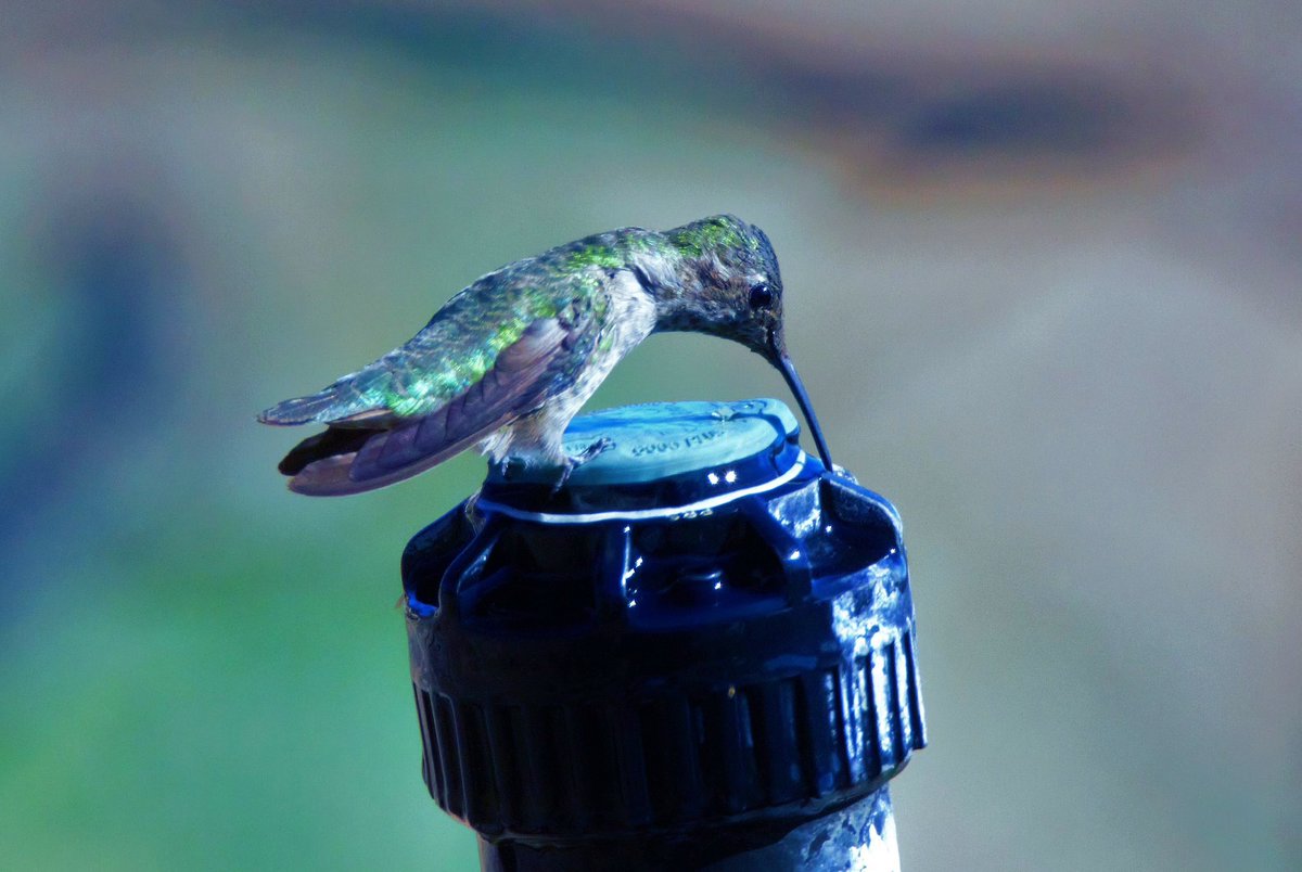 Todays thread, smallest species you’ve managed to take a photo, I’ll start with this Hummingbird taking a little drink, LA USA 🇺🇸