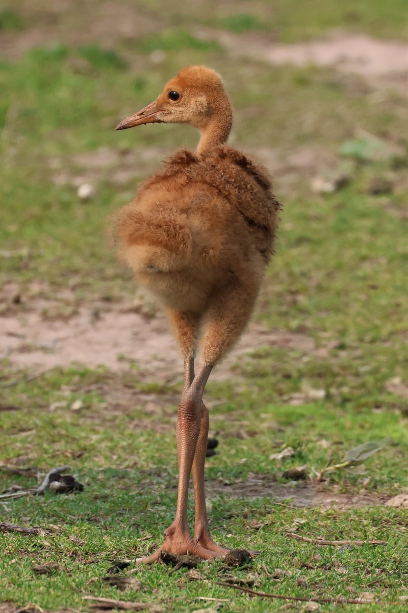 Sandhill Crane colt on the path to becoming a beautiful adult. Photo from May 17th.