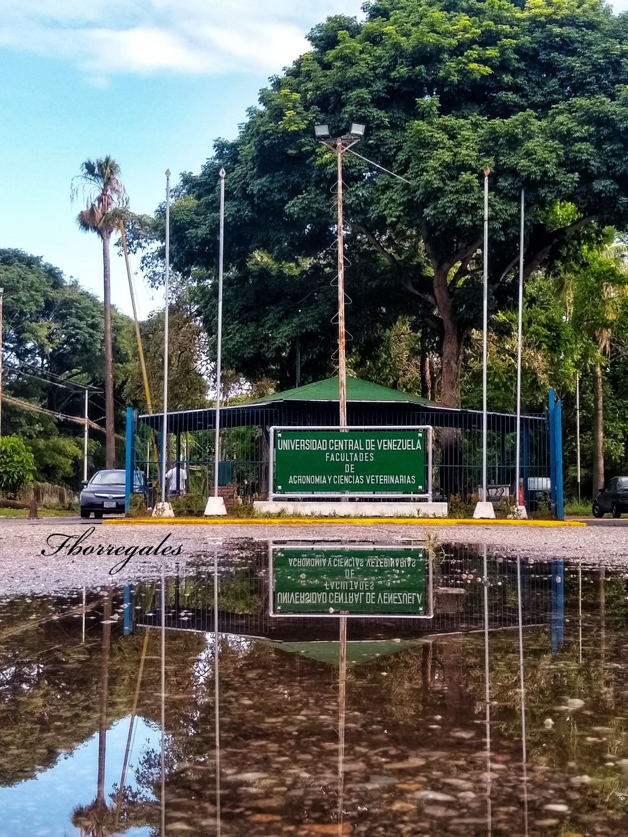 fabiborregales's tweet photo. Ante los eventos que empañaron las elecciones en la UCV, es importante que los que estuvieron presente y pendiente del proceso electoral en Maracay @UCV_FAGRO enten al tanto de la postura de las autoridades y la comunidad en general @kurucuteando @Elperiodiquito @MARACAYINFORMA https://t.co/CRvEoJQIjd
