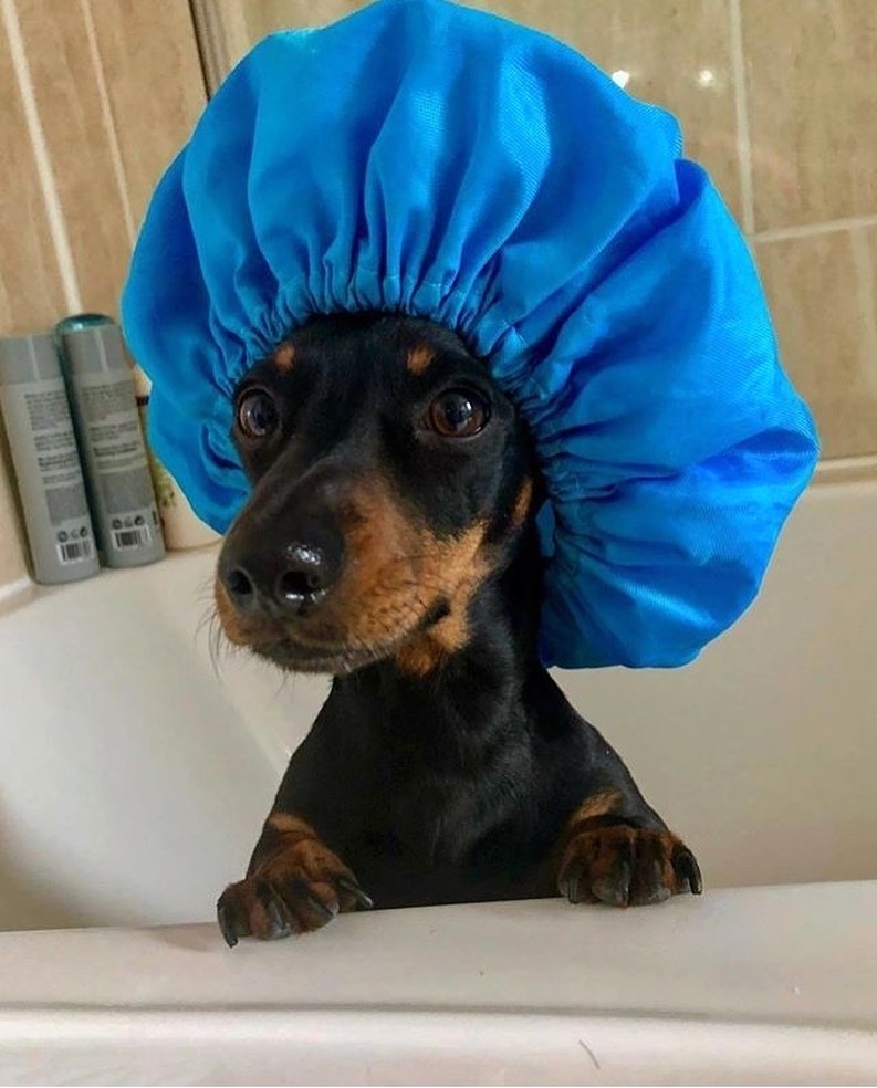 It's bath time!
#dachshund #dogs #dogsoftwitter