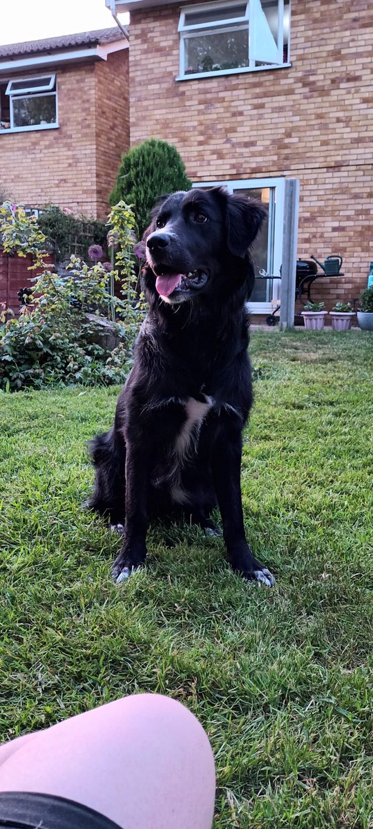 Shout out to Eden who is a border collie cross golden retriever (Coltriever) <a href="/absoluteradio/">Absolute Radio</a>