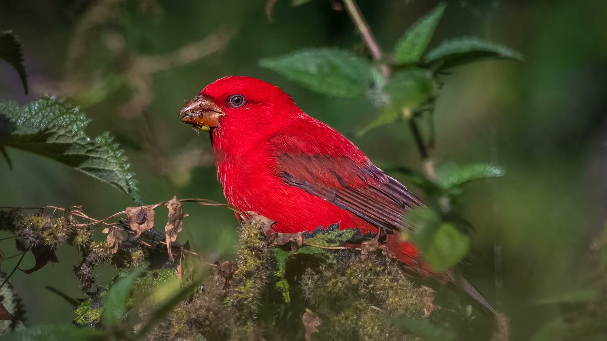 Sundays are painted in vibrant hues by the Scarlet Finch! Its brilliant plumage lights up the day. May your Sunday be as bright and captivating as this stunning avian gem. #SundayVibes #BirdPhotography #NatureLove #ColorfulSunday #FeatheredBeauty #WeekendBliss #BirdingAdventures