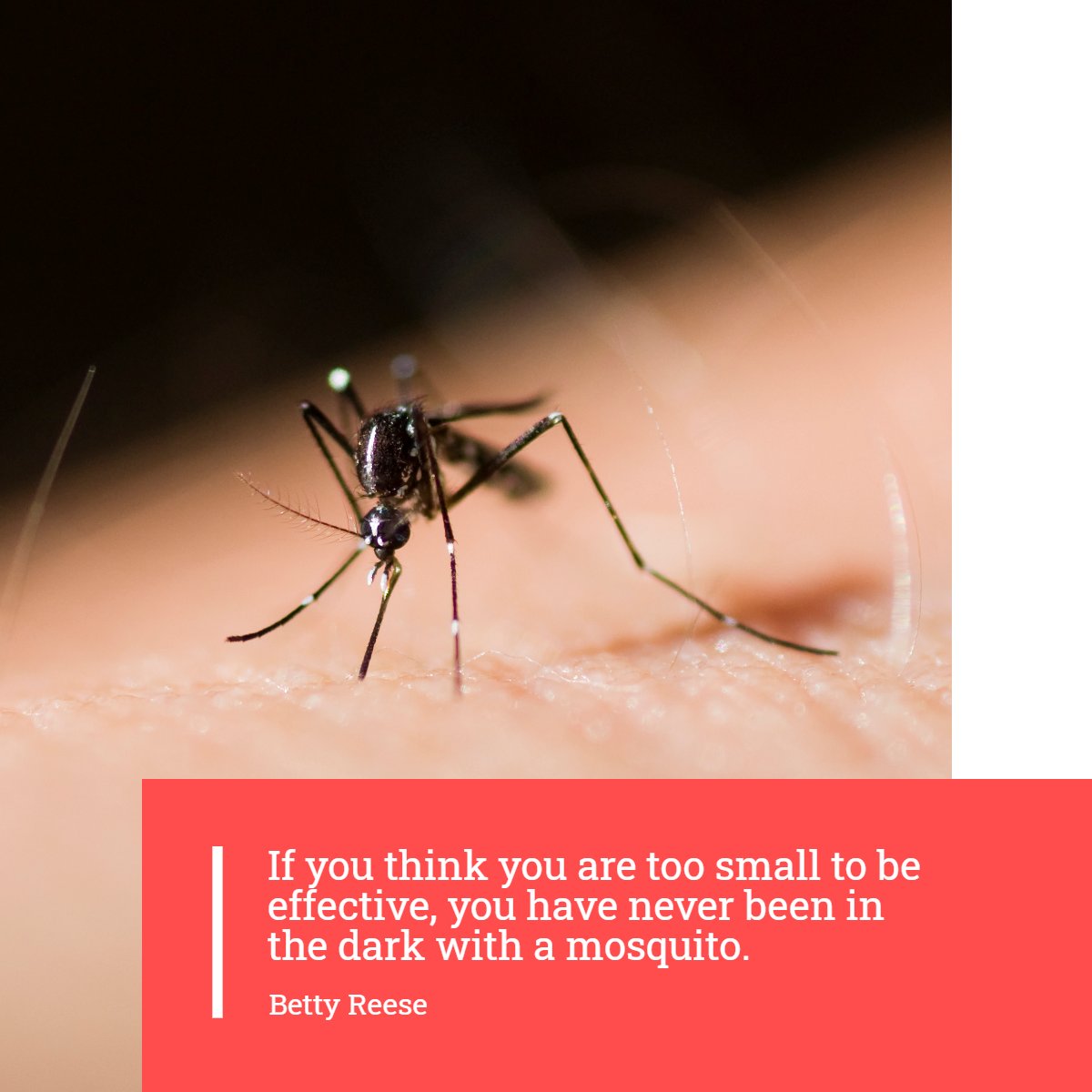 LOL! 😂

#fun    #meme    #mosquitos    #bettyreese
#LakeNorman #LakeNormanRealty #RealEstate #Denver #Mooresville #ForSale #Home #NewHome #DreamHome #HouseHunting #Property #RealEstateAgent #Sold #HomesForSale #UnderContract #Realtor #RealtorLife #Investment #Broker