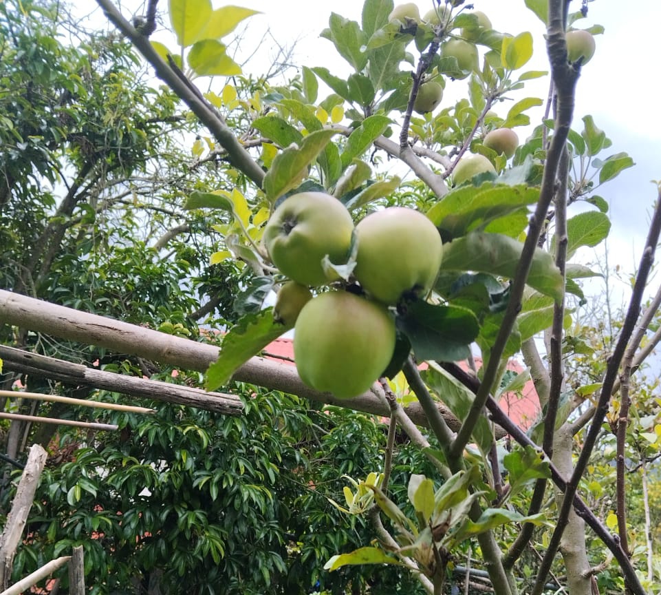 BrendaRibeiroG's tweet photo. #Miranda gracias @FEDEAGRODIGITAL 🇻🇪 y a sus directivos Celso Fantinel @celsof64 y #VicentePerez con quienes visitamos el #Jarillo para un productivo taller e intercambio de testimonios con los Agricultores de la Parroquia
Un sector que sigue trabajando, nos inspira 🌱🍓🥭 https://t.co/Z4glh7XbFp