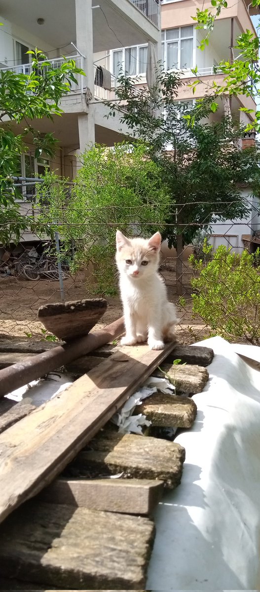 Alt kat komşum olur kendisi😂😂
Biraz şapşik ve fazlasıyla tatlı 😂🥰
Maşallah ❤maşallah❤ #kedi
#sandık #SanaSoz #KAZANACAGIZ