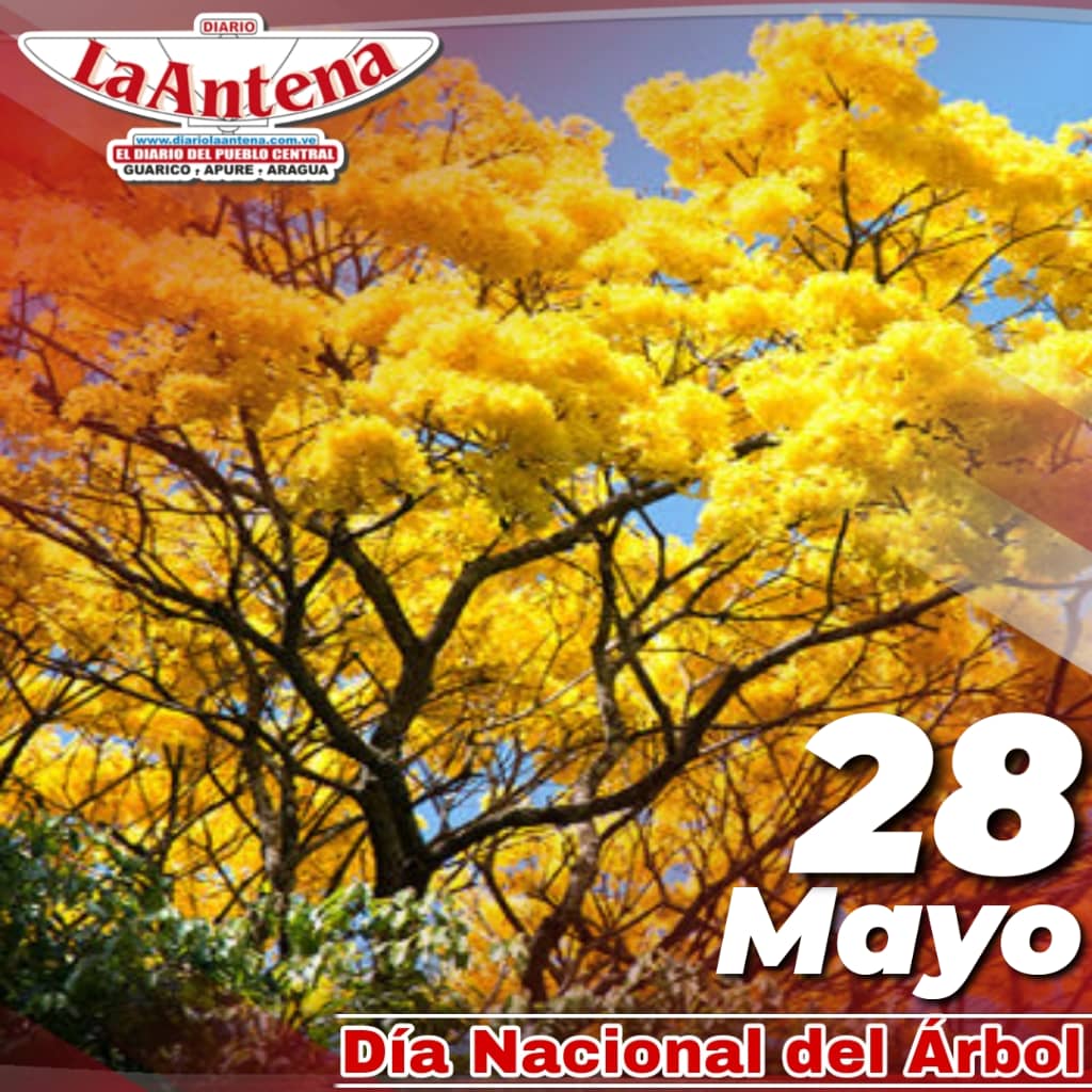 #Efeméride 🗓️|| #28May Cada último domingo de mayo se celebra el #DíaNacionalDelÁrbol un recordatorio que nace de lo importante que es éste proveedor de vida. Los árboles son indispensables para la producción de oxígeno y en la reducción del dióxido de carbono en la atmósfera.