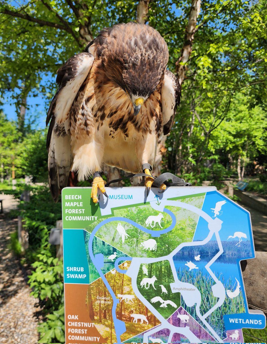 This hawk has a side quest for you...🗺

➡️ Remember: #Cleveland & East Cle residents receive free admission every Sunday as part of the Mandel Foundation Community Days. Bonus points if you catch Meep, the red-tailed #hawk, during your adventure. #goCMNH
