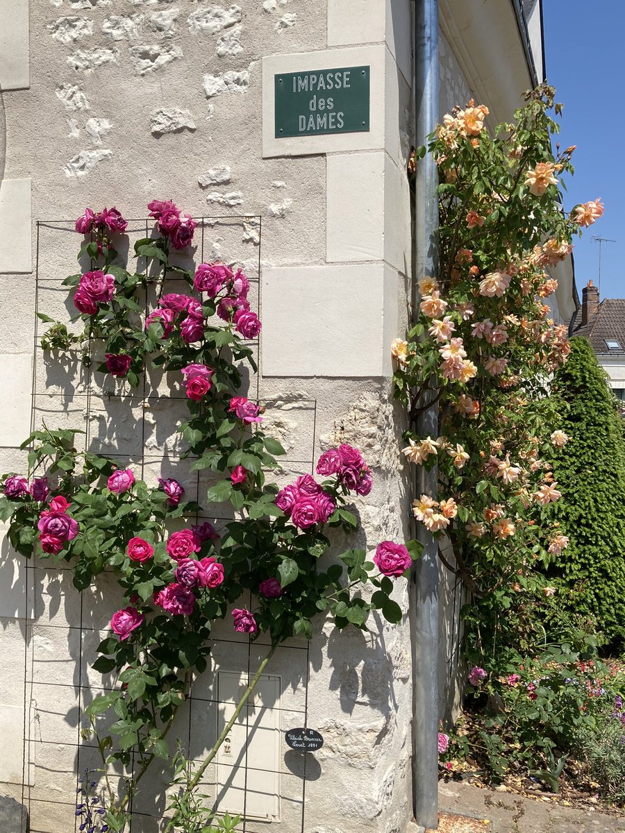 Fête des roses à Chédigny, près de Loches. Féerique.