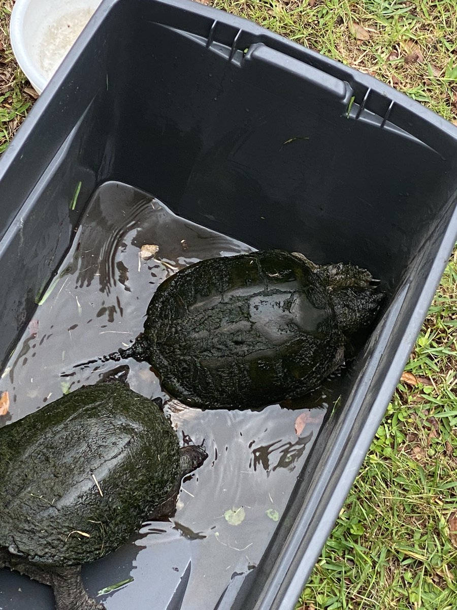 Keeva Kase tweet media