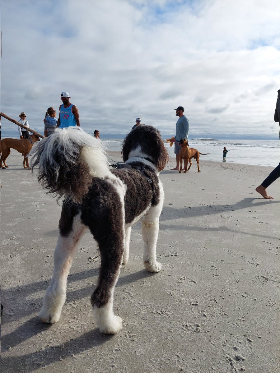 We started our #SundayFunday with a pack walk on the beach! #dogsoftwitter #FLliving