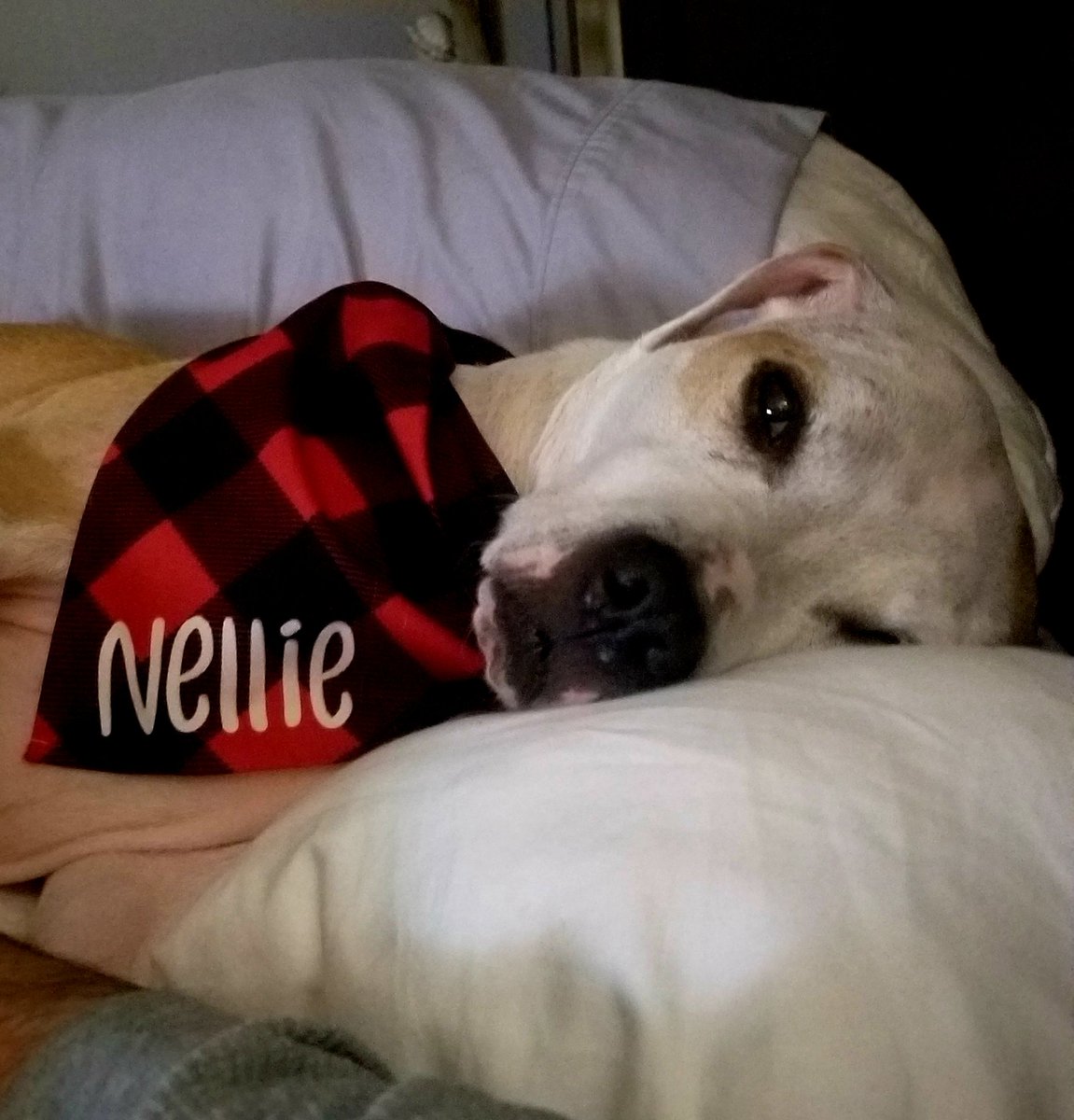 Nellie & Pippa DeSantis tweet media