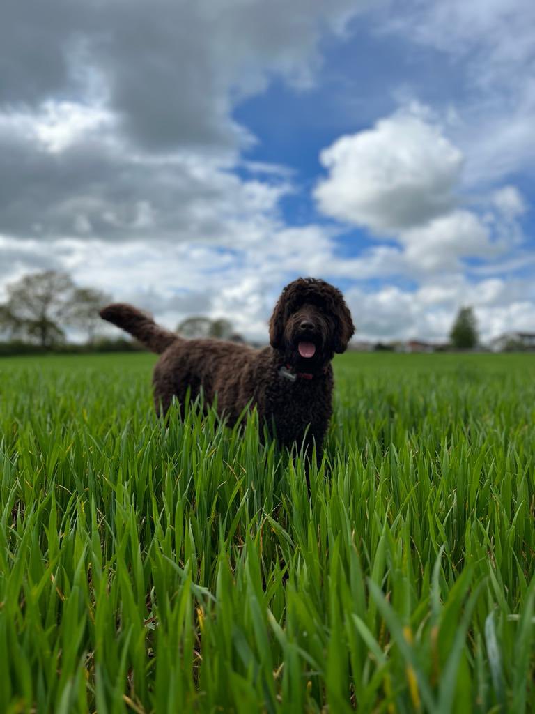 finlay_sharp tweet picture