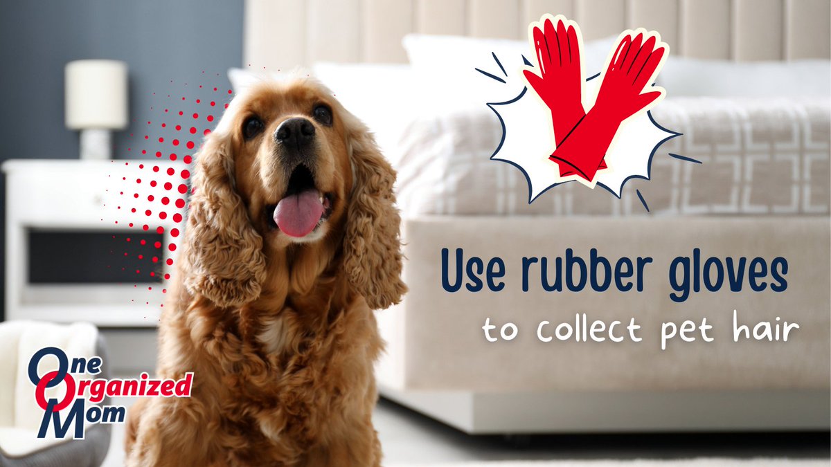 Moisten rubber gloves and use them to wipe down the furniture. Now that's easy!

bit.ly/3bBUGS0

#petlover #pets #furparents #cleaninghacks #cleaningtips #easyhacks #furbabies #doghair #cleaningservices #oneorganizedmom