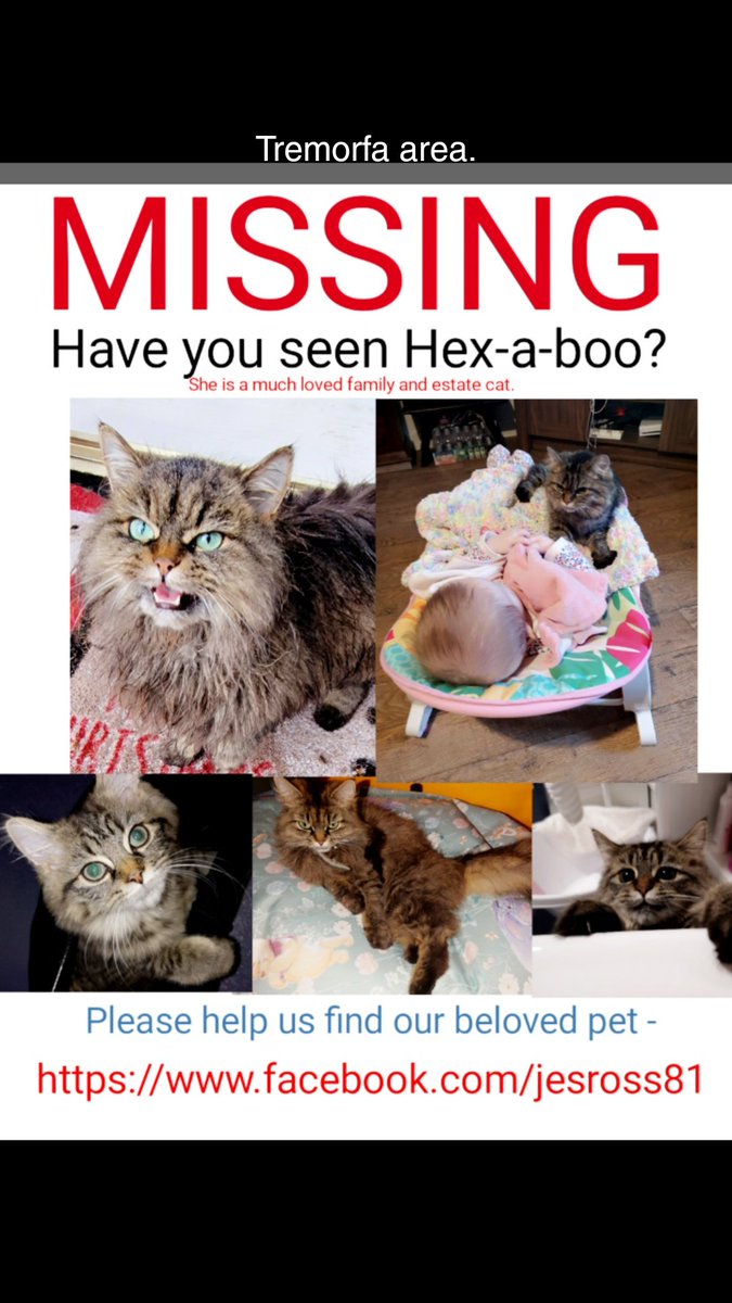Our beloved pet has been missing since 25.05.23. She has gone from the Tremorfa area of Cardiff, but if she has been taken, she could be anywhere.  Please share and help spread her picture so we can try and locate her 😿. She is well known in our neighbourhood.