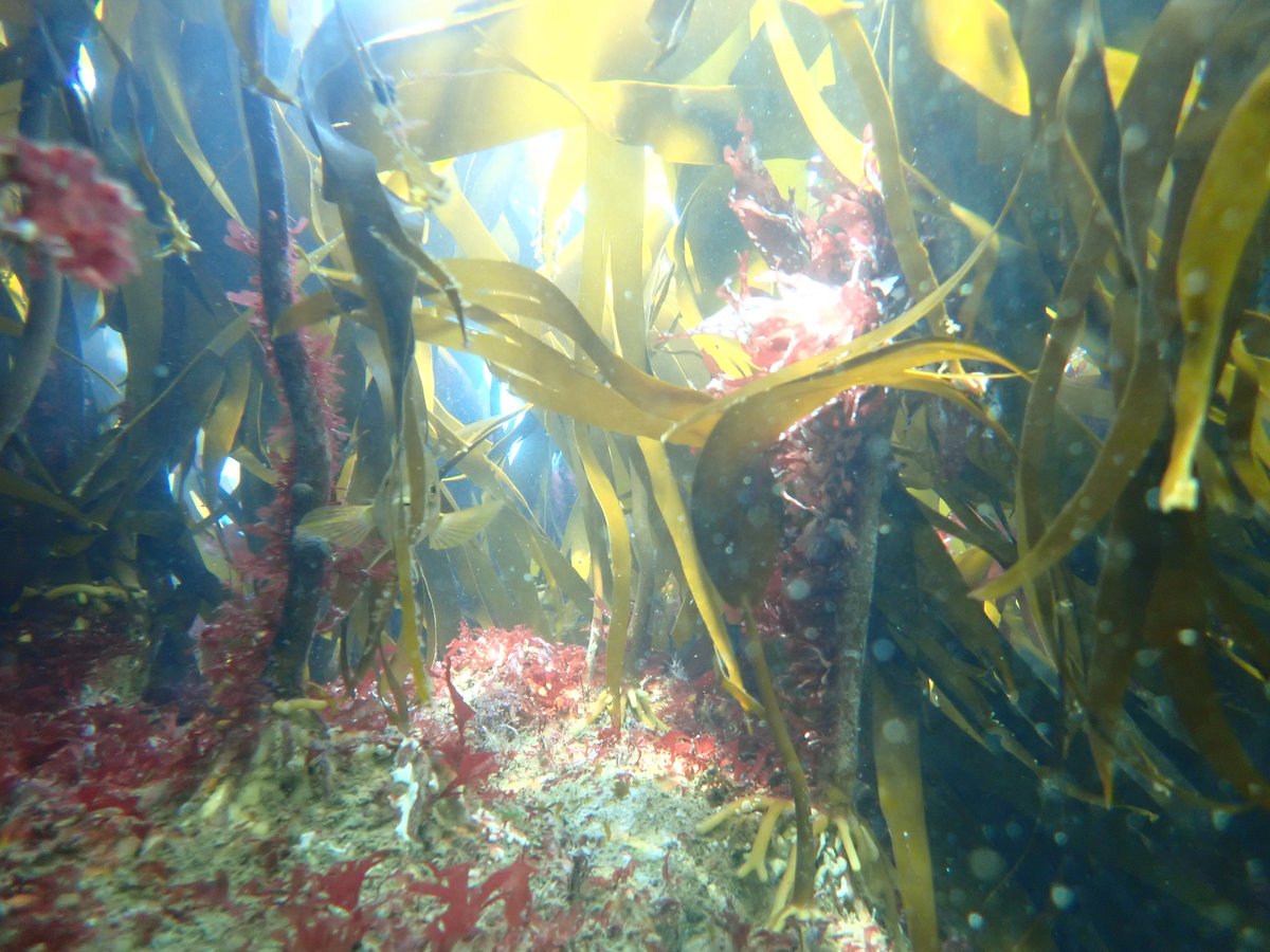WemburyMarineCentre tweet media