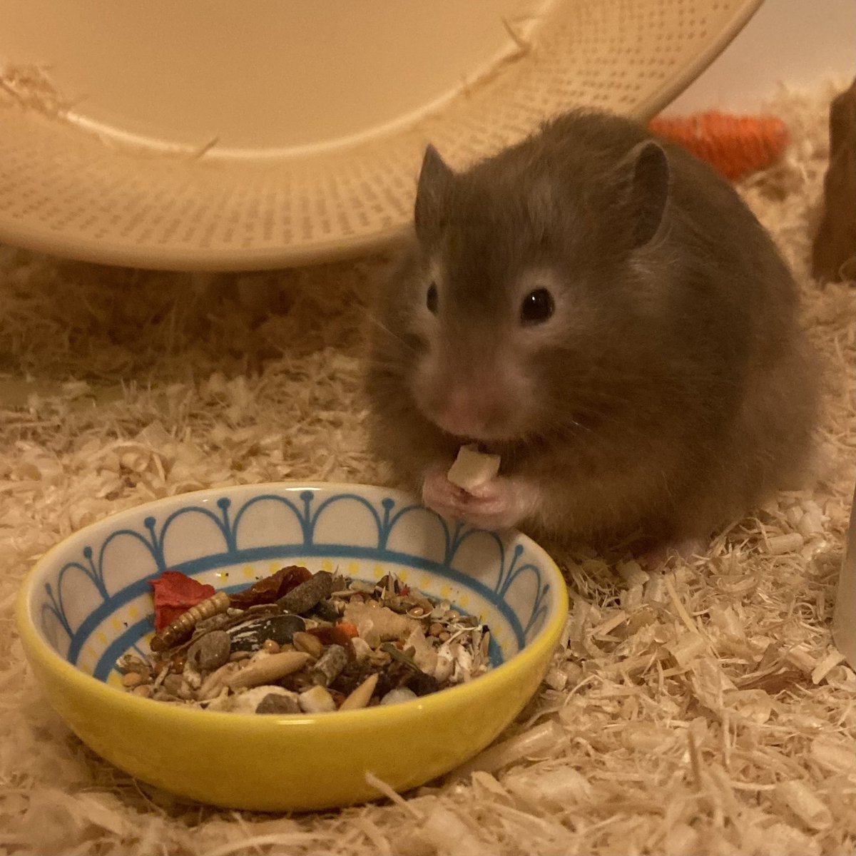 어떠케 햄스더가 망개떡