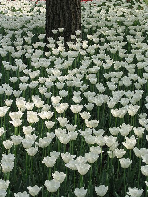 300moods's tweet photo. white tulips field https://t.co/r4qLzEzgHy