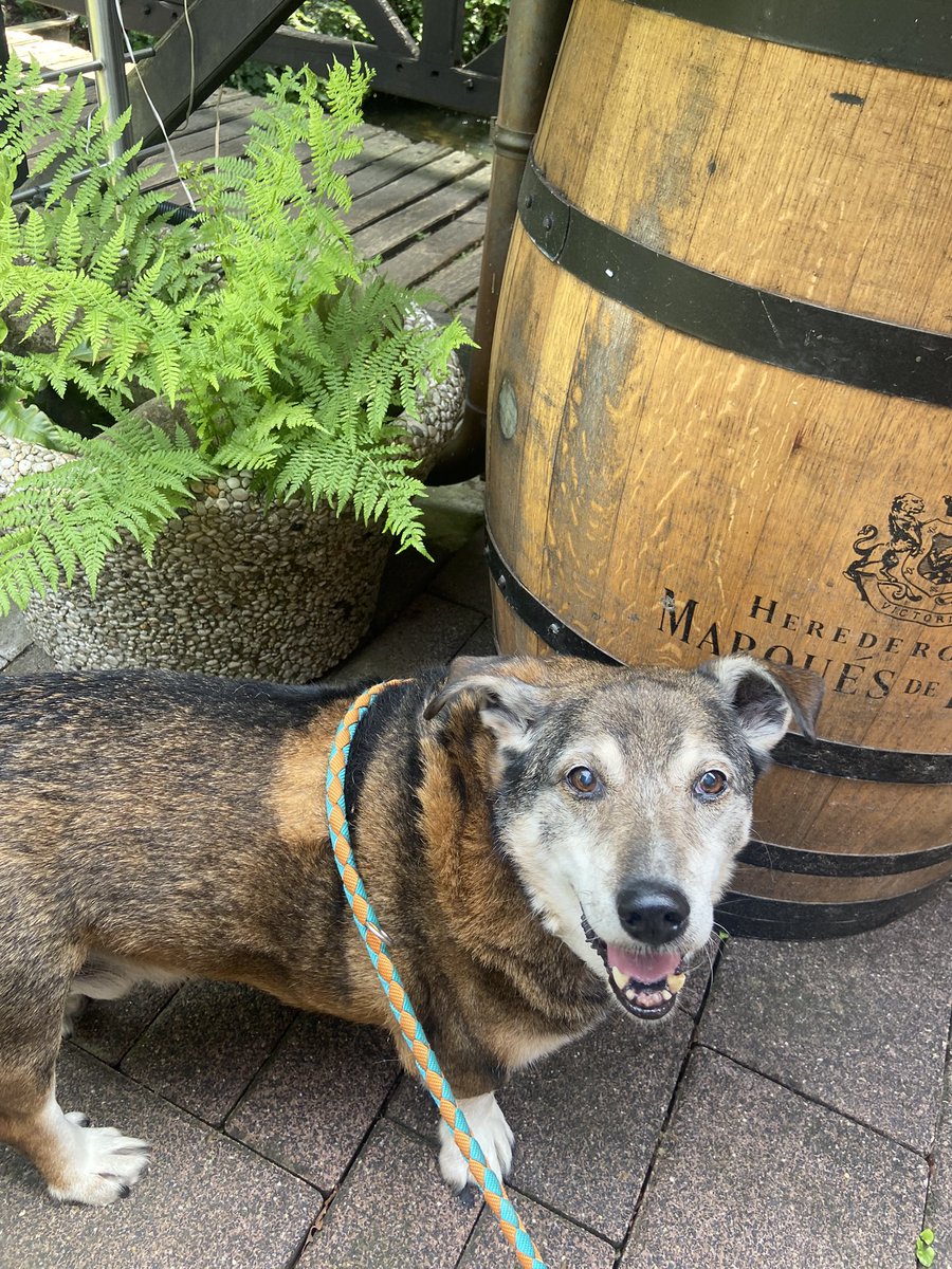 SpockiSenfhund's tweet photo. #twitterrudel noch mehr #schoenes https://t.co/kboMANPmfM