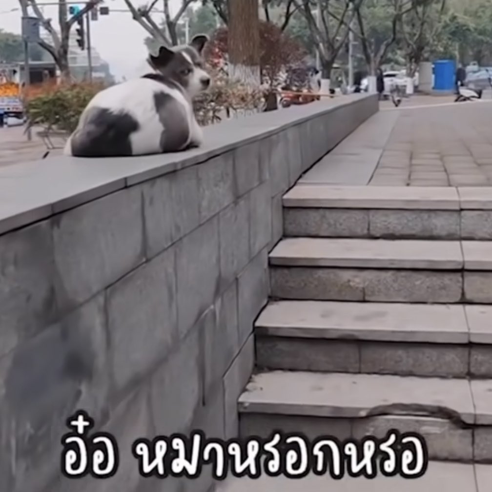 takemybear's tweet image. แล้วดูหน้าหมา 55555555555555555555555555555555555