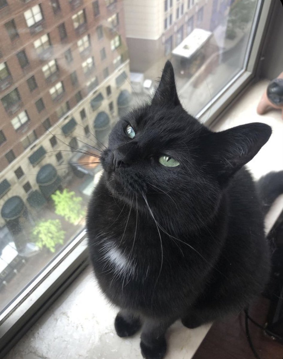 🐱 tweet media
