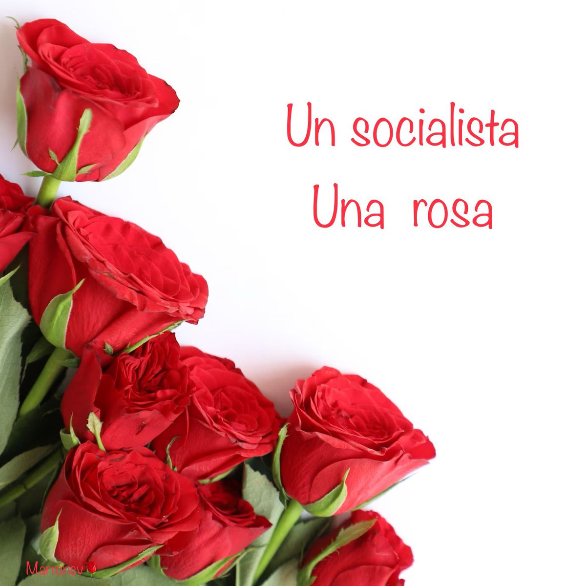 Marronsv1's tweet photo. @ana_schez @PalotadaG 🌹 #AnaSanchez  ❤️👍
 🌹#PorCadaRosaUnAvance https://t.co/AqEfid8GA6