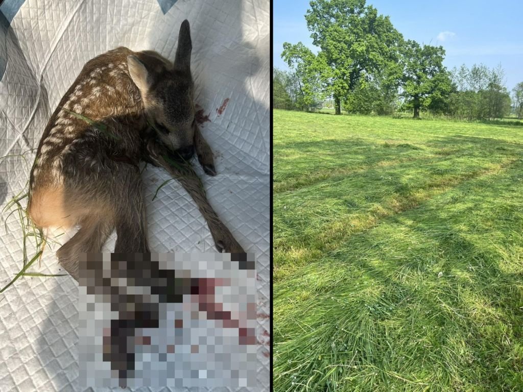 AgropolskaPL's tweet image. Sarenka wpadła pod kosiarkę rotacyjną. Jest apel do rolników
🟢agropolska.pl/aktualnosci/po… #wypadek #rolnictwo #śląskie