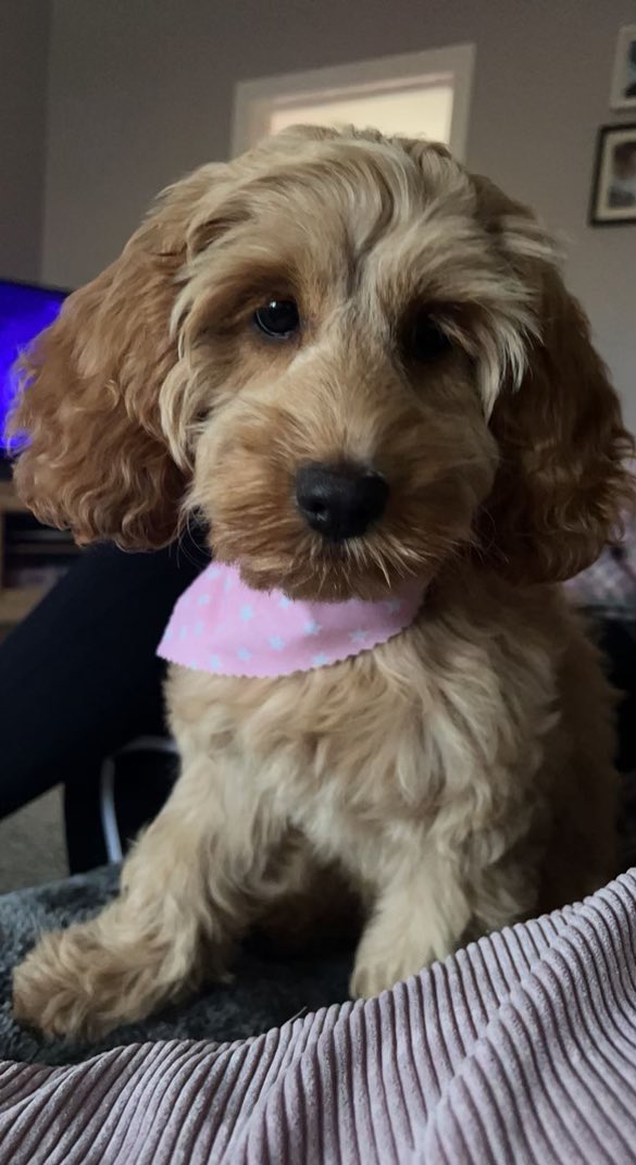 @MsLPrimary @neuroteachers Another Rosie cockapoo, great dogs❤️