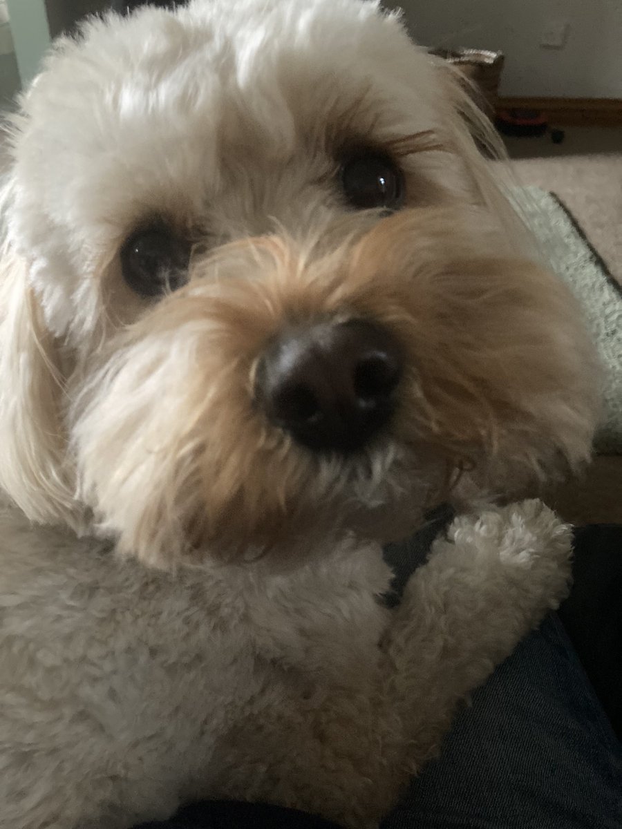 @MsLPrimary Cavapoos are the best. Bailey my best friend he’s just fabulous they are worth every penny