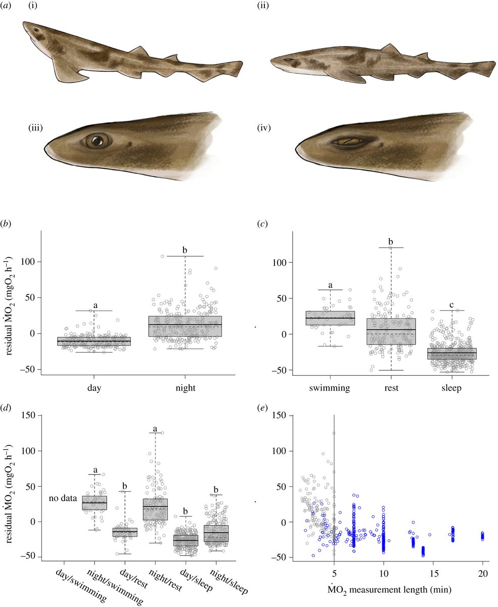 Lowered metabolic rate during sleep has led to the hypothesis that sleep plays an important role for energy conservation, #BiologyLetters authors investigated this in sharks: ow.ly/fxQp50IeRb3 #metabolism #behaviour #evolution